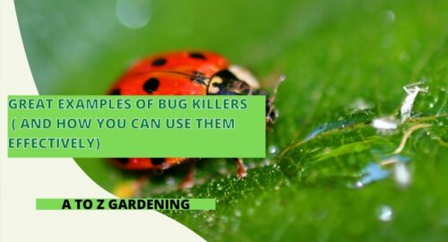 Great Examples of Bug Killers ( And How You Can Use Them Effectively)