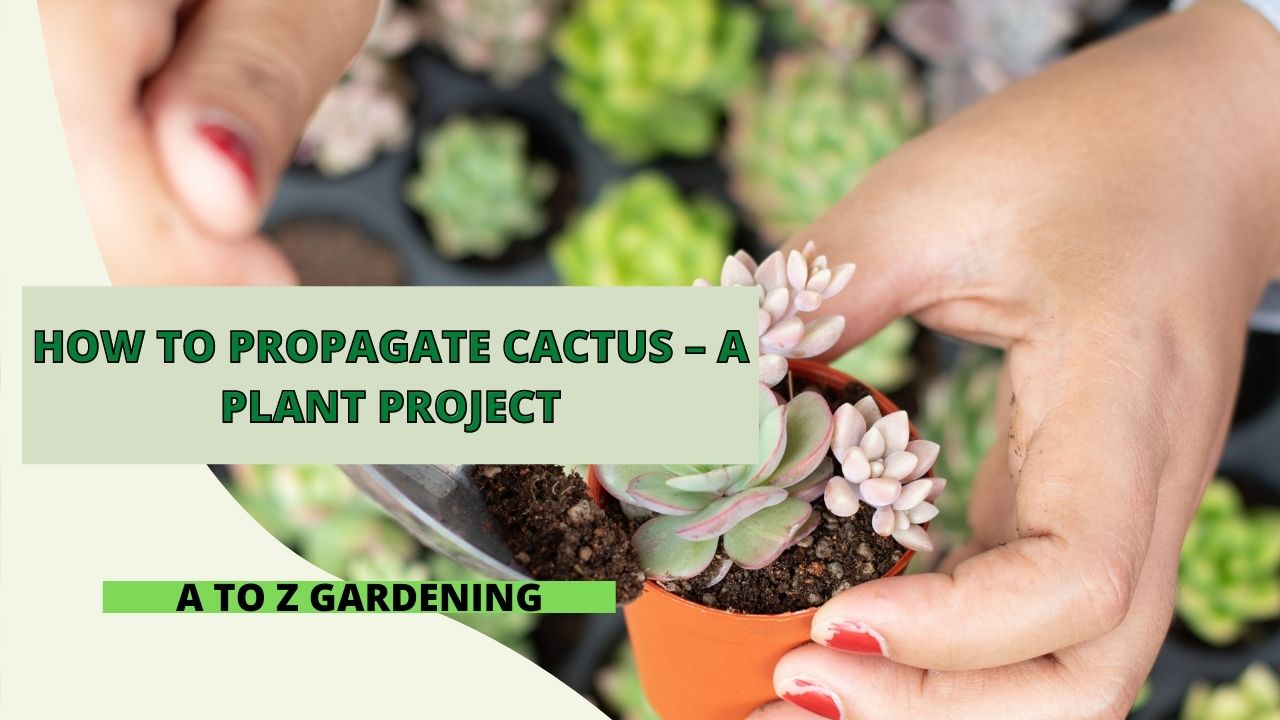 How To Propagate Cactus – A Plant Project