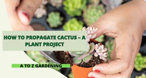 How To Propagate Cactus – A Plant Project