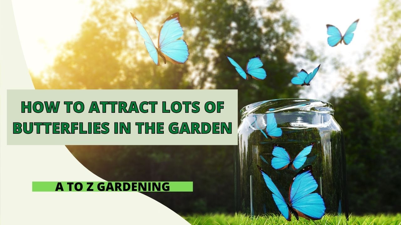 How to Attract Lots of Butterflies in The Garden