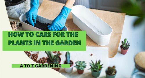 How to Care for the Plants in the Garden