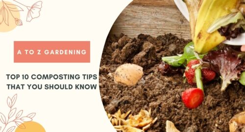 Top 10 Composting Tips That You Should Know