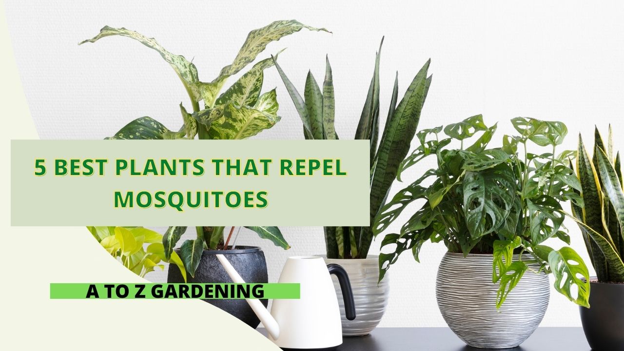 5 Best Plants That Repel Mosquitoes