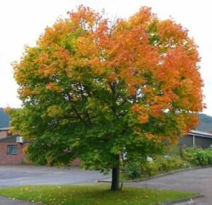 Acer Platanoides Norway Maple