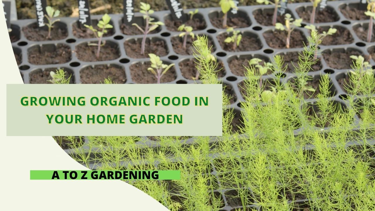 Growing Organic Food in Your Home Garden
