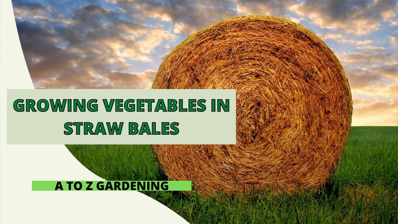 Growing Vegetables In Straw Bales