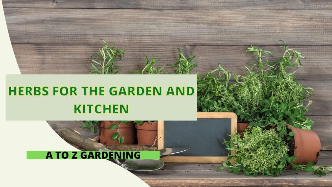 Herbs for the Garden and Kitchen