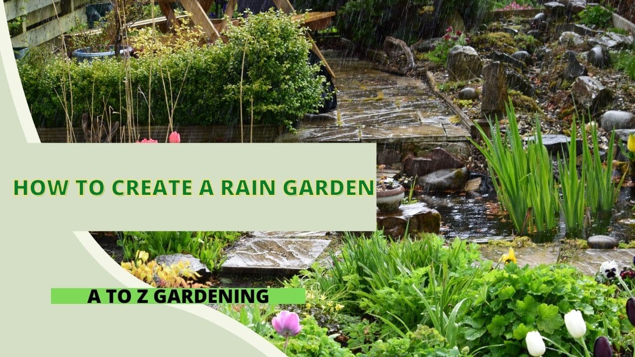 How To Create A Rain Garden