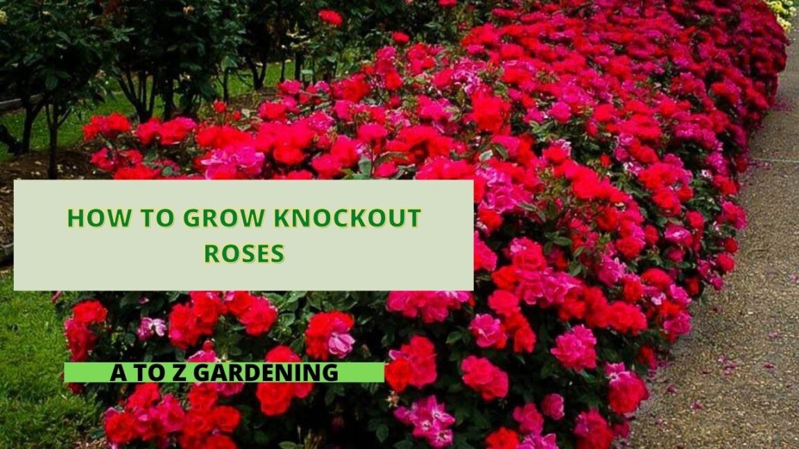 How To Grow Knockout Roses A to Z Gardening