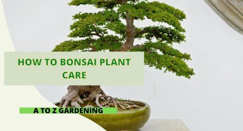 How to Bonsai Plant Care