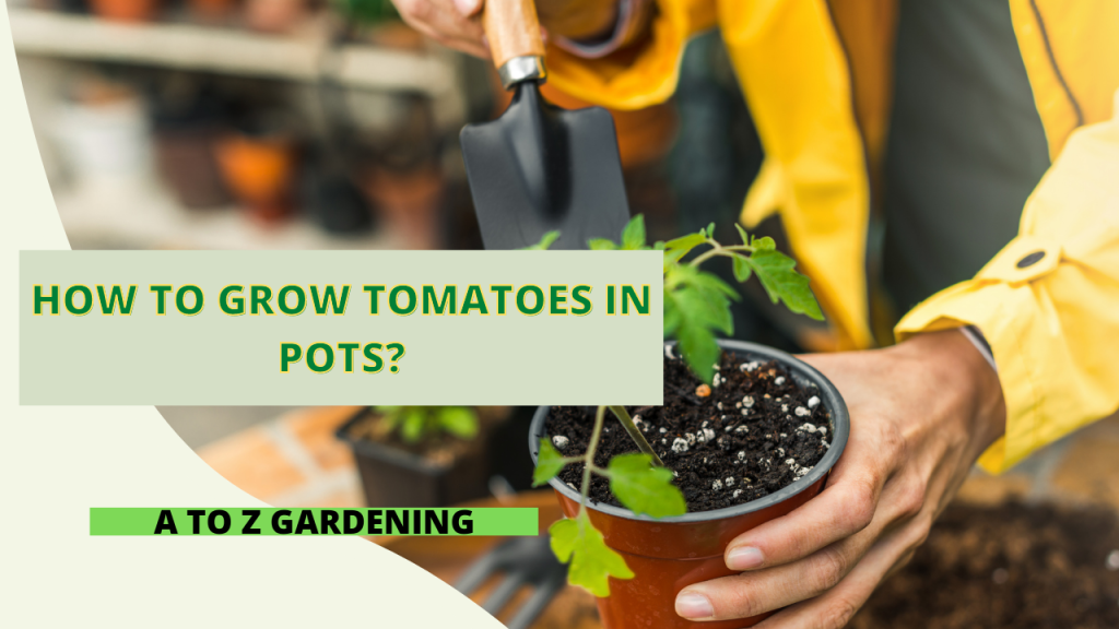 How to Grow Tomatoes in Pots? A to Z Gardening