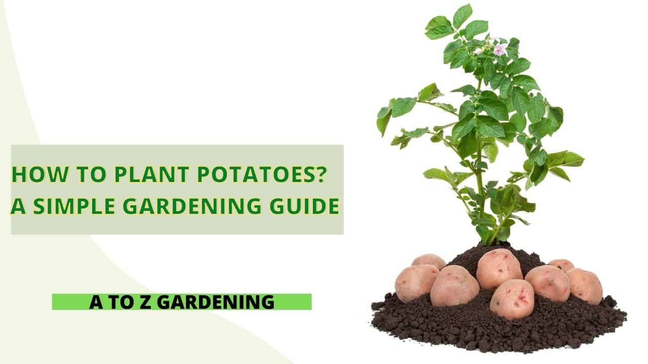 How to Plant Potatoes – A Simple Gardening Guide