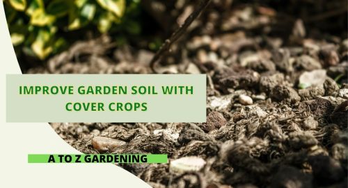 Improve Garden Soil with Cover Crops
