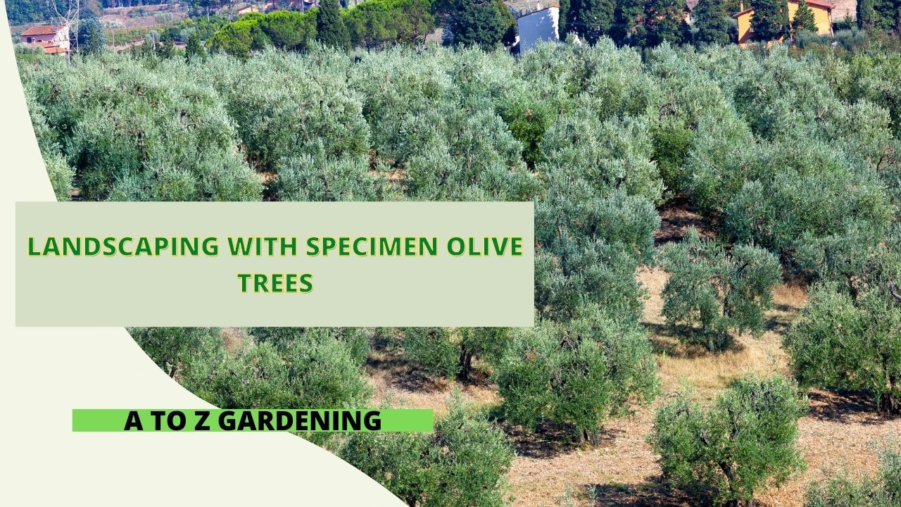Landscaping with Specimen Olive Trees