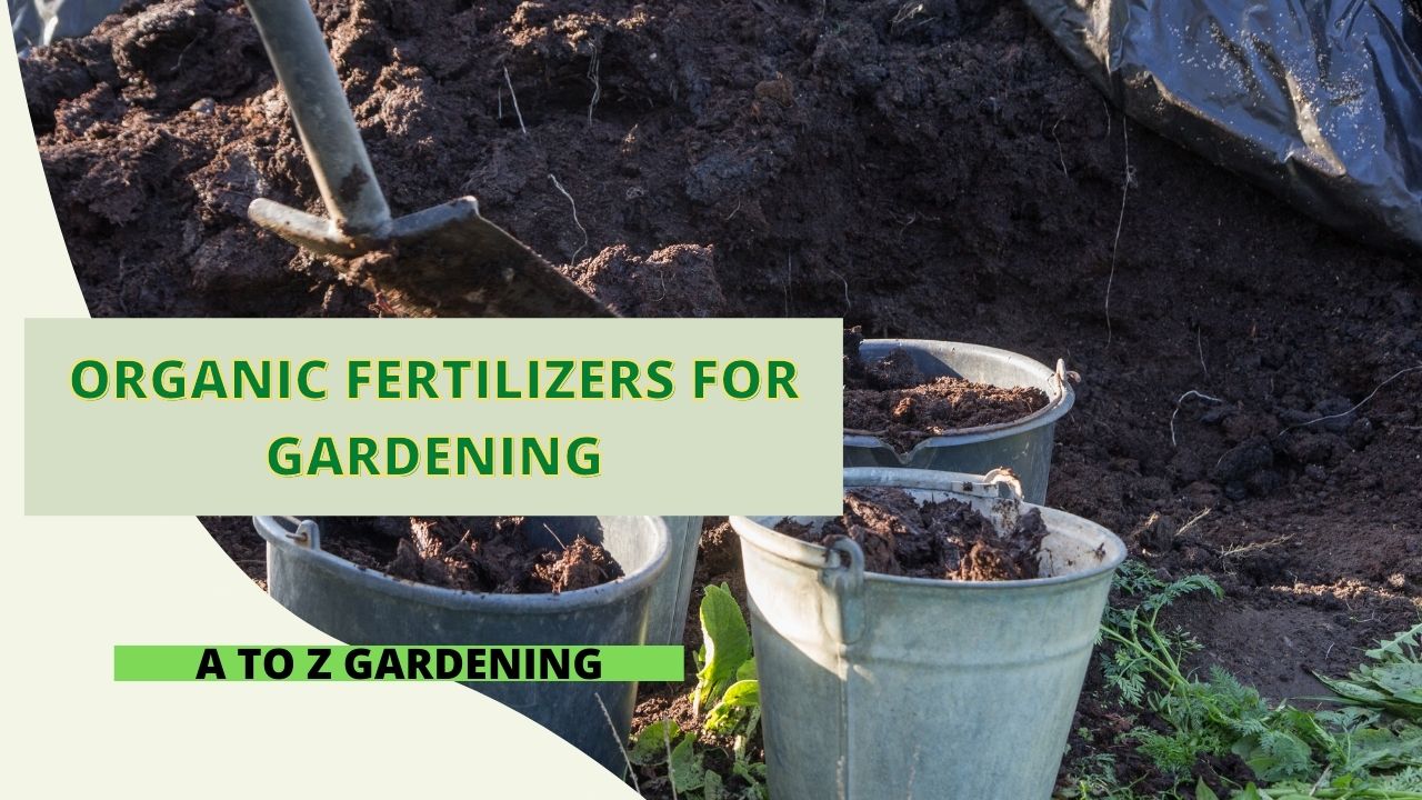 Organic Fertilizers For Gardening