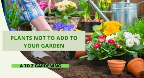 Plants Not to Add to Your Garden
