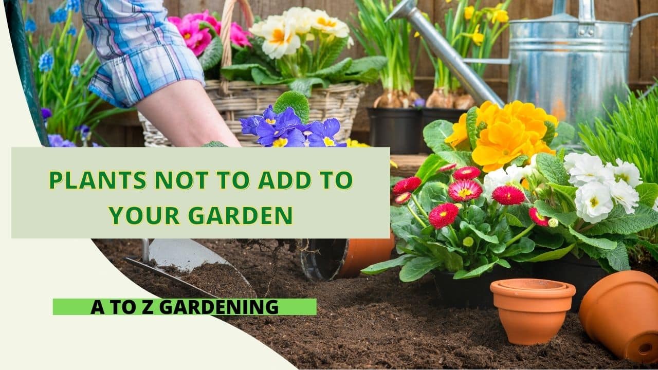 Plants Not to Add to Your Garden