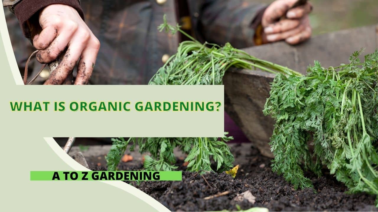 What is Organic Gardening