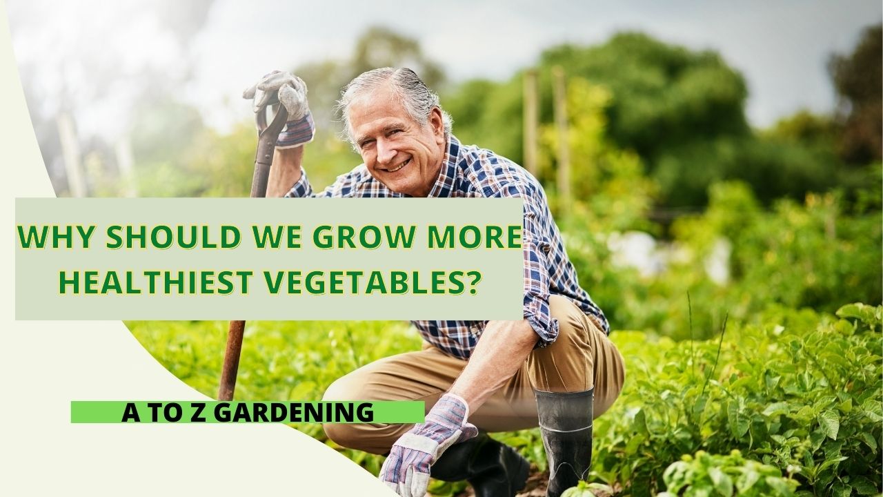 Why Should We Grow More Healthiest Vegetables