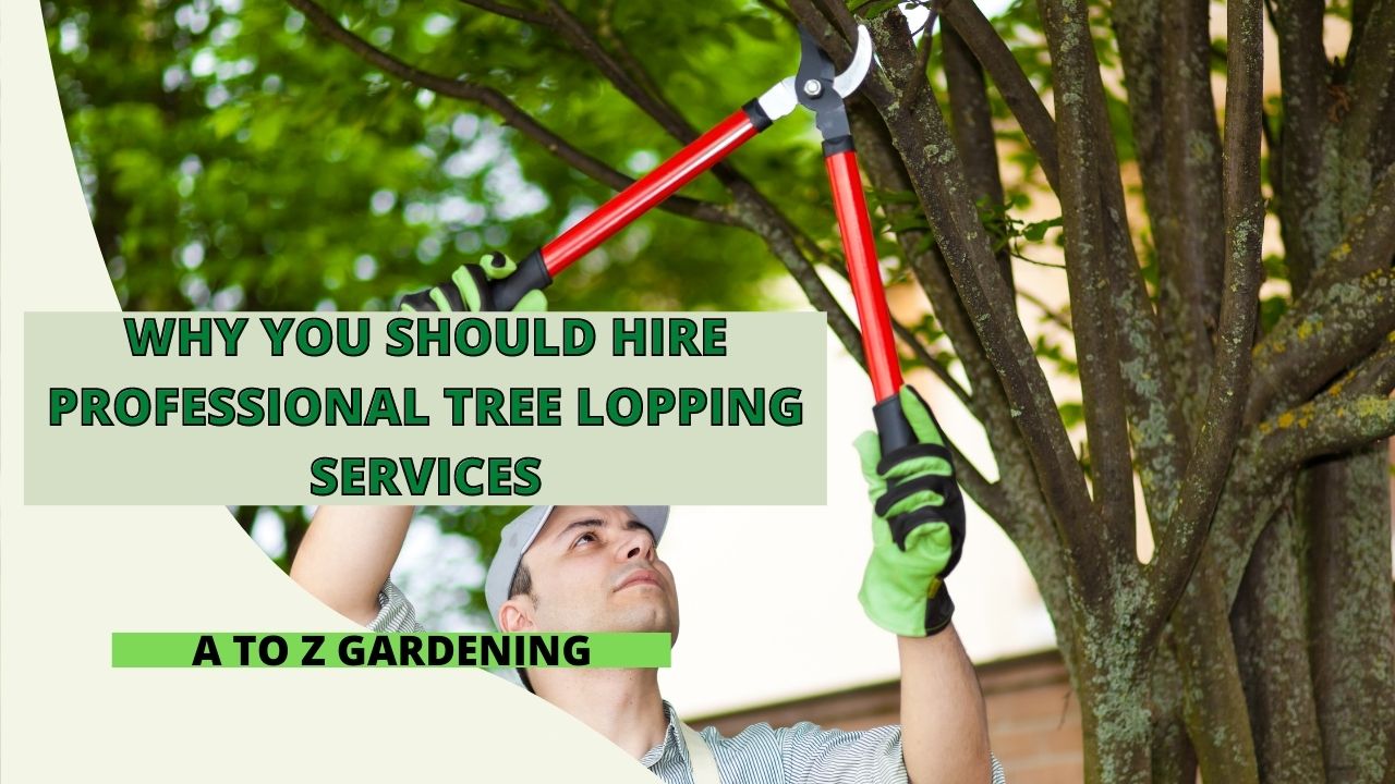 Why You Should Hire Professional Tree Lopping Services