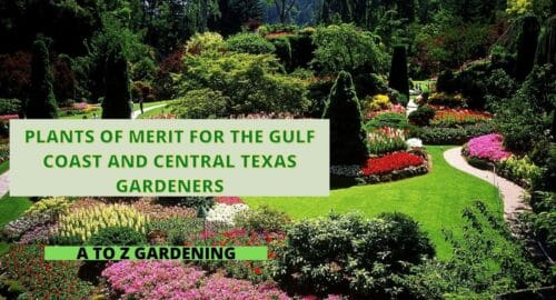 Plants of Merit for the Gulf Coast and Central Texas Gardeners