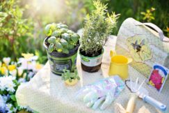 Best Gardening Tips from Professionel Gardenner