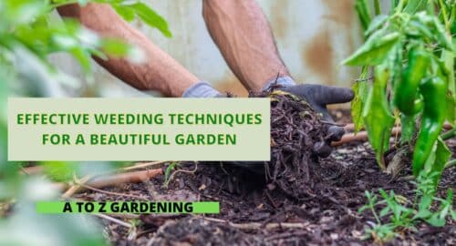 Effective Weeding Techniques for a Beautiful Garden