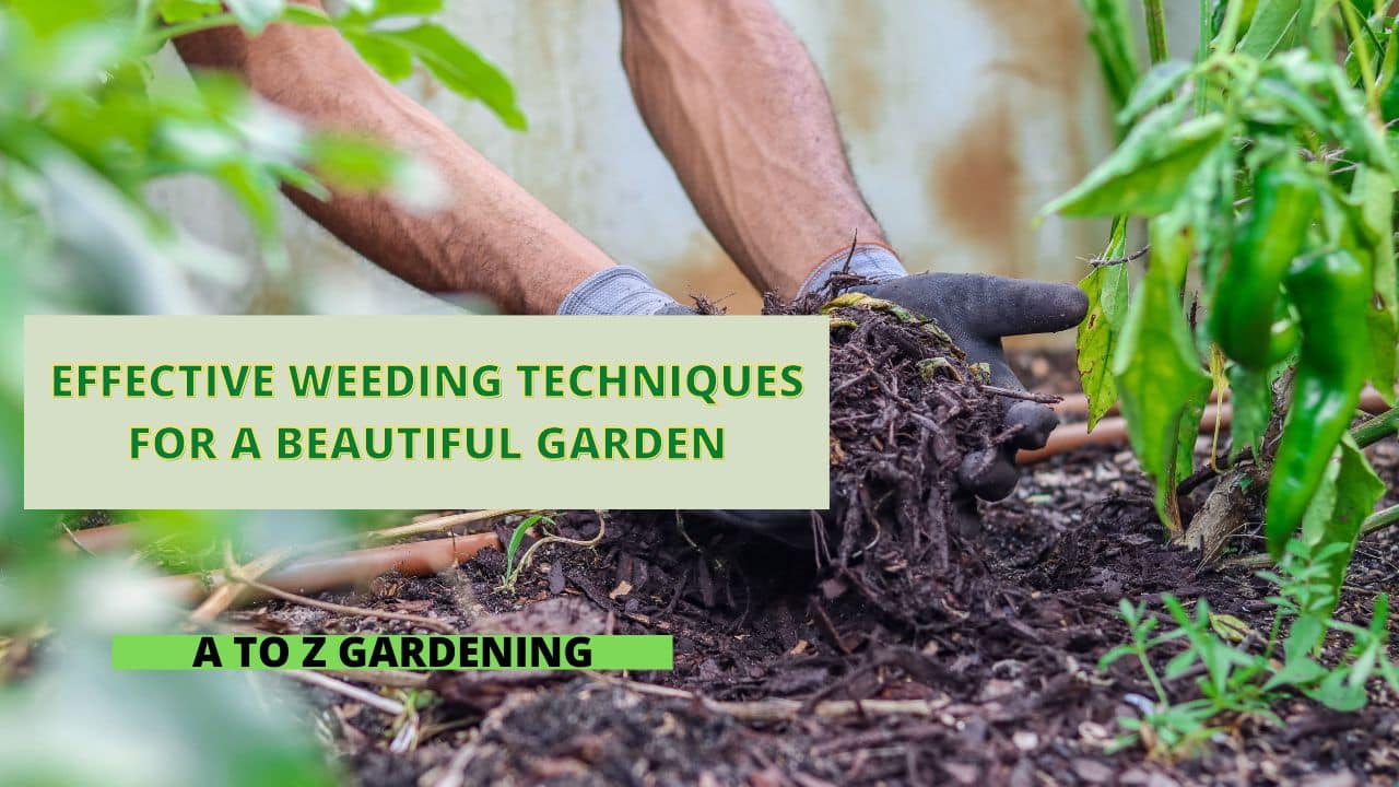 Effective Weeding Techniques for a Beautiful Garden