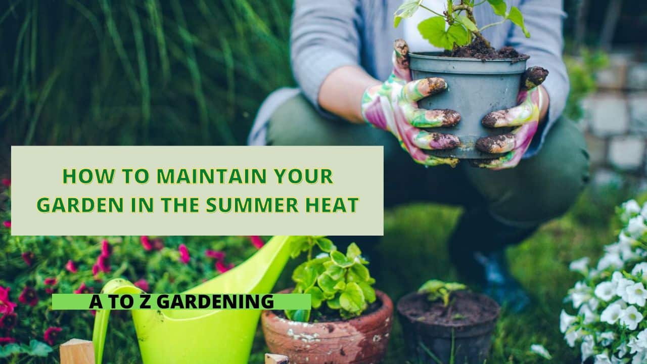 How to Maintain Your Garden in the Summer Heat