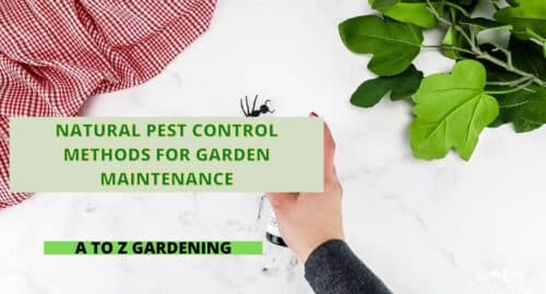 Natural Pest Control Methods for Garden Maintenance