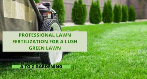 Professional Lawn Fertilization for a Lush Green Lawn