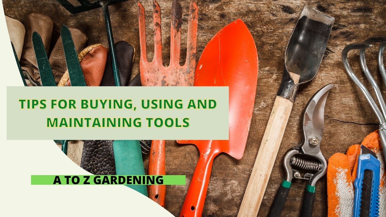 Tips For Buying, Using, and Maintaining Gardening Tools